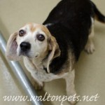 Adoptable Georgia Dogs for December 13, 2013