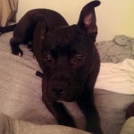 Adoptable Georgia Dogs for December 23, 2013