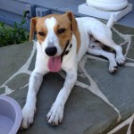 Adoptable Georgia Dogs for December 9, 2013
