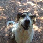 Adoptable Georgia Dogs for December 11, 2013