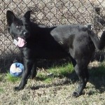 Adoptable Georgia Dogs for December 12, 2013