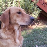 Adoptable Georgia Dogs for December 4, 2013