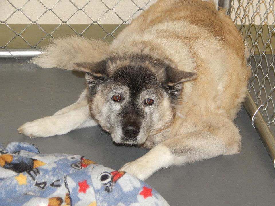 SeniorDog