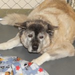 Adoptable Georgia Dogs for December 6, 2013
