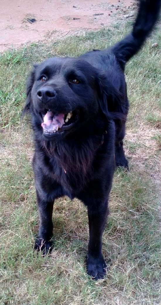 Teddy