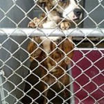 Adoptable Georgia Dogs for December 19, 2013