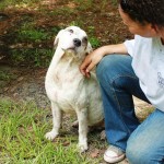 Adoptable Georgia Dogs for December 18, 2013