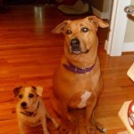 Adoptable Georgia Dogs for January 8, 2014