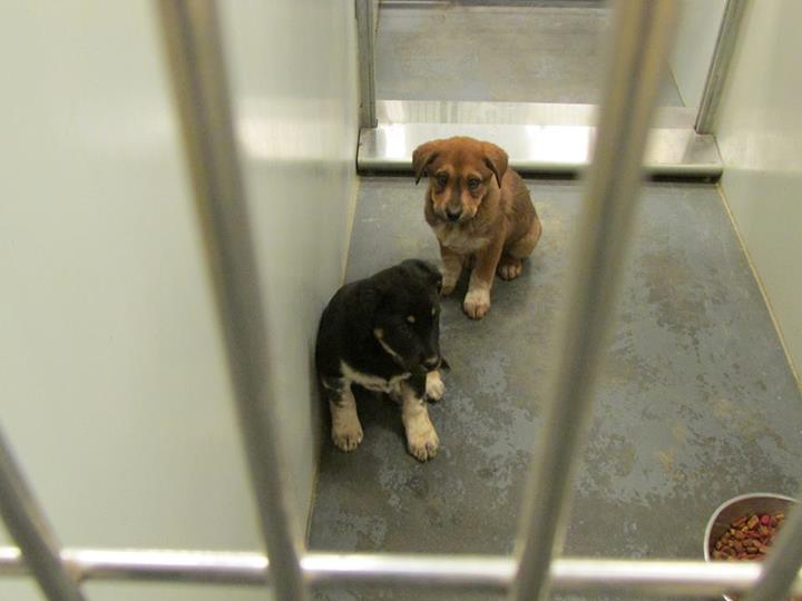 Barrow Pups1