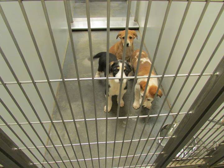 Barrow Pups2