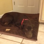 A GaPundit success story