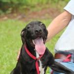 Adoptable Georgia Dogs for January 16, 2014
