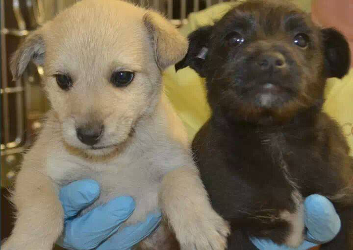 CherokeePups1