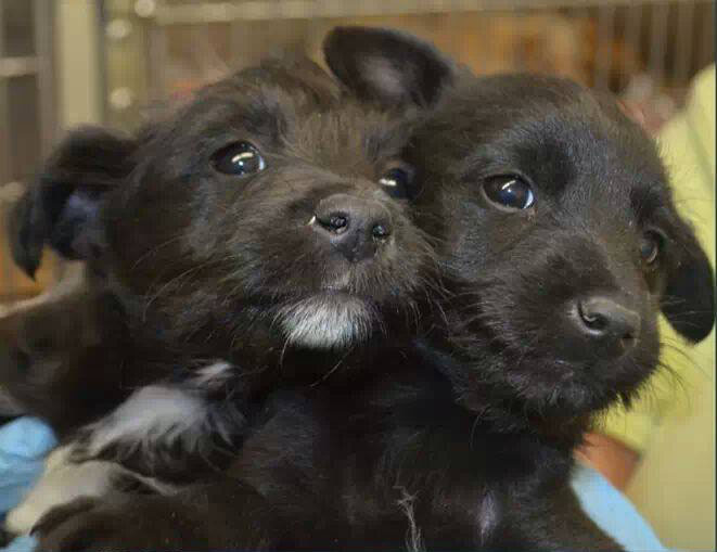 CherokeePups2