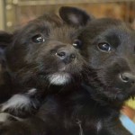 Adoptable Georgia Dogs for January 2, 2014