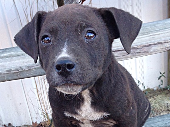 Dixie Dog Rescue Puppy
