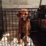 Adoptable Georgia Dogs for January 27, 2014