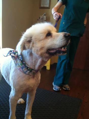 Great Pyr Need