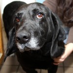 Adoptable Georgia Dogs for January 28, 2014