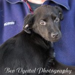 Adoptable Georgia Dogs for January 10, 2014
