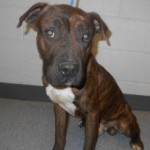 Adoptable Georgia Dogs for January 22, 2014