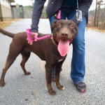 Adoptable Georgia Dogs for January 7, 2014
