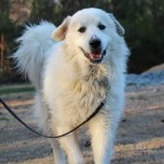 Adoptable Georgia Dogs for January 31, 2014