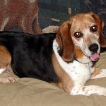 New Year’s Resolutions – Adoptable Georgia Dogs for January 6, 2014