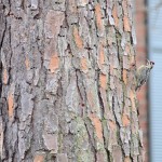 Morning Woodpecker