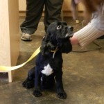 Adoptable Georgia Dogs for January 20, 2014
