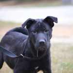Adoptable Georgia Dogs for January 24, 2014