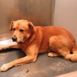 Adoptable Georgia Dogs for January 13, 2013