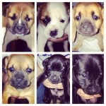 Adoptable Georgia Dogs for January 9, 2014