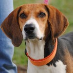 Adoptable Georgia Dogs for January 23, 2014