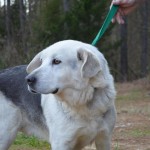 Adoptable Georgia Dogs for January 29, 2014