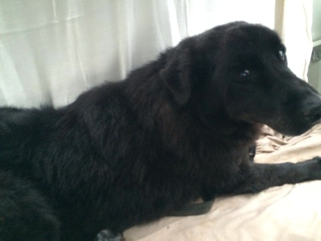 taz3