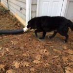 Adoptable Georgia Dogs for January 14, 2014