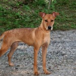 Adoptable Georgia Dogs for February 19, 2014