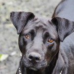 Adoptable Georgia Dogs for February 26, 2014