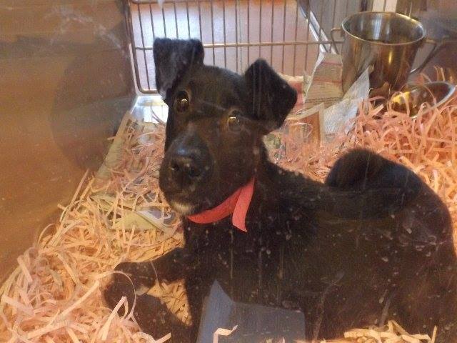 BabyTerrier
