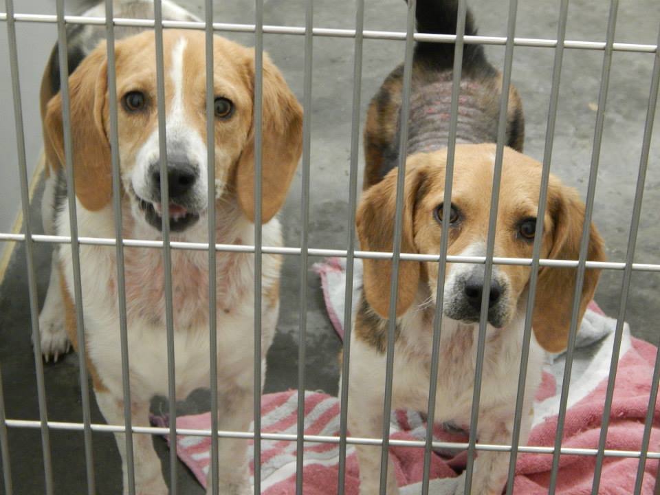 Beagle sisters