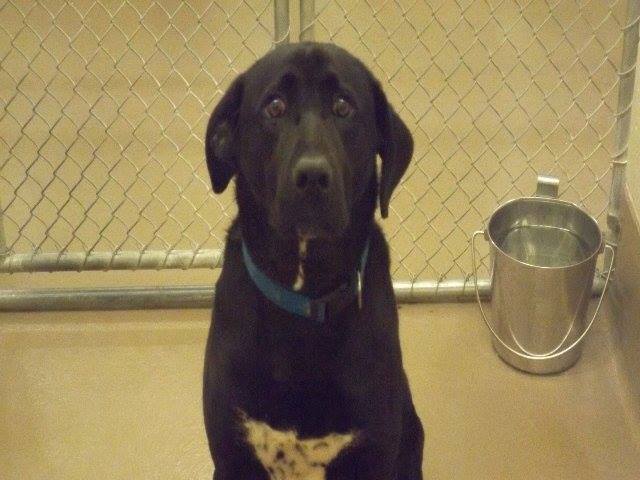 Black Lab Gwinnett