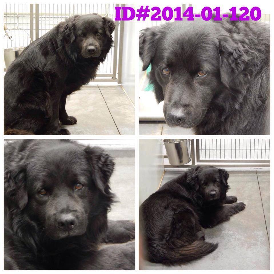 Black Retriever
