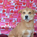 Adoptable Georgia Dogs for February 21, 2014