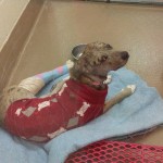 Adoptable Georgia Dogs for February 4, 2014