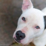 Adoptable Georgia Dogs for February 10, 2014