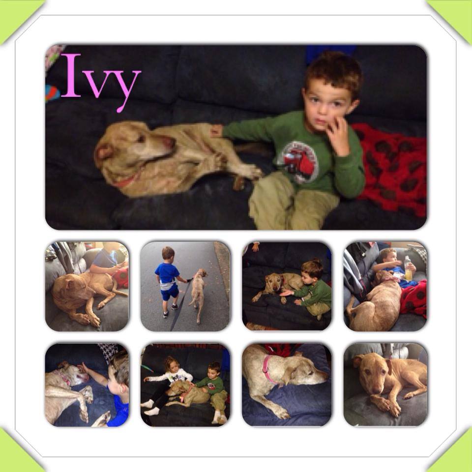 Dixie Ivy