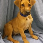 Adoptable Georgia Dogs for February 24, 2014