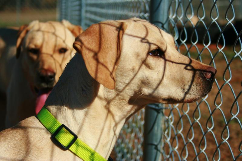 PrincessWhippet