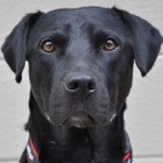 Adoptable Georgia Dogs for February 11, 2014